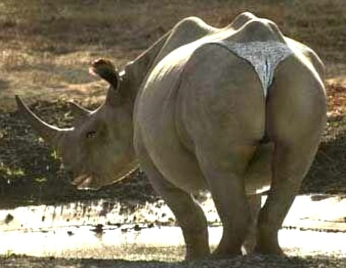 Sexy nosorožec
